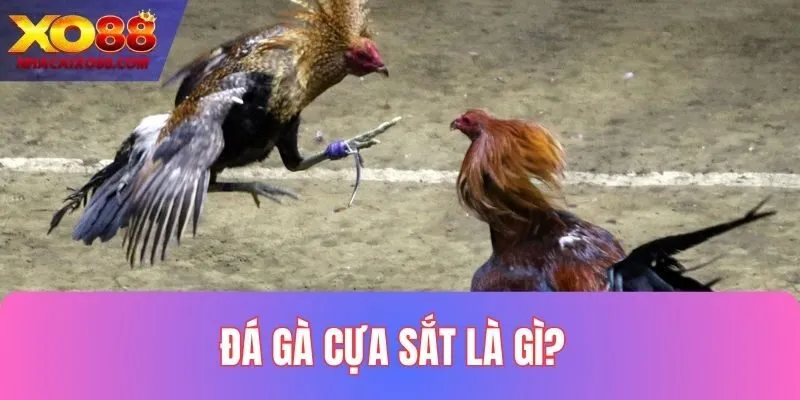 Đá Gà Cựa Sắt Là Gì