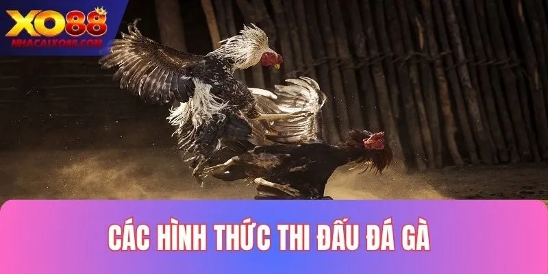 Điểm qua những hình thức đá gà cựa đỉnh tại XO88