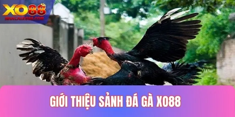 Tìm hiểu khái quát đá gà XO88