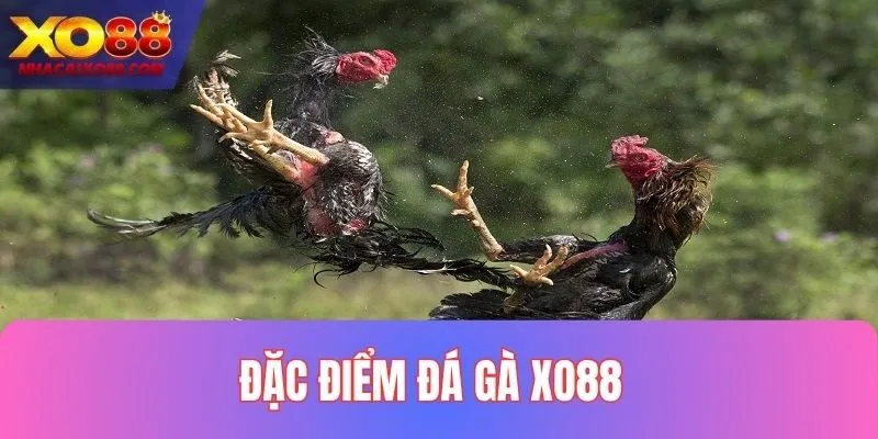 Trải nghiệm siêu cuốn tại sảnh đá gà XO88