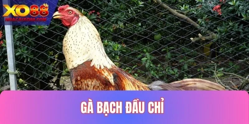 Gà Bạch Đầu Chỉ