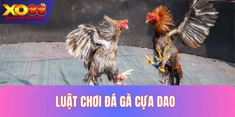 Chia sẻ quy tắc chơi game trong đá gà cựa dao